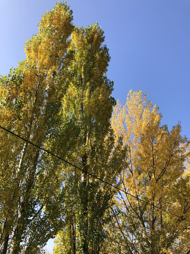 podzimní stromy s barevnými listy, topoly s barevným podzimním listím s modrou oblohou za slunečného počasí