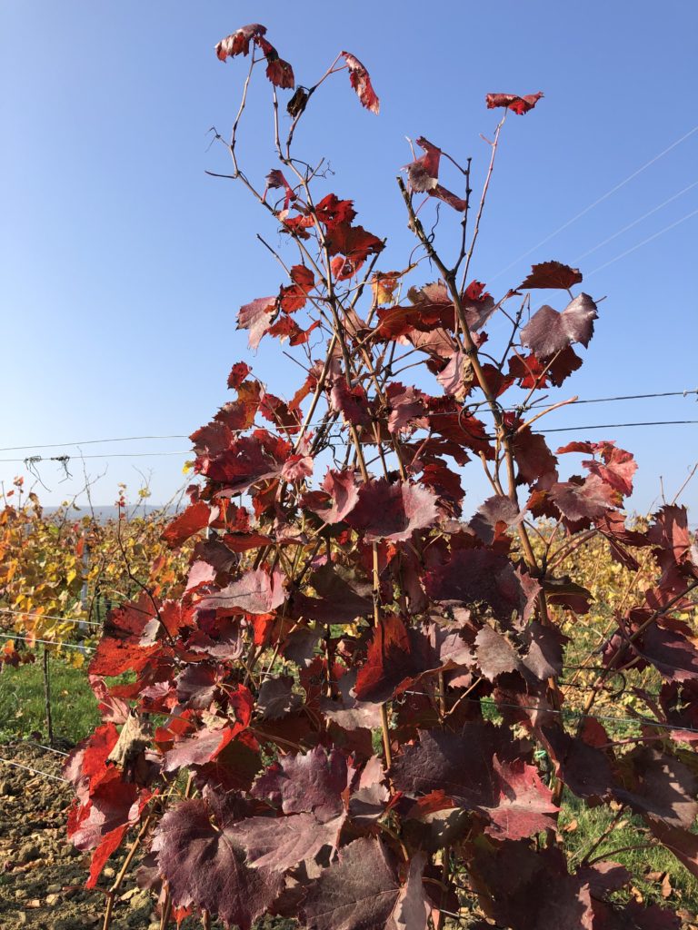 vinná réva s červenými listy na vinici, podzim na vinici s modrou oblohou za slunečného počasí