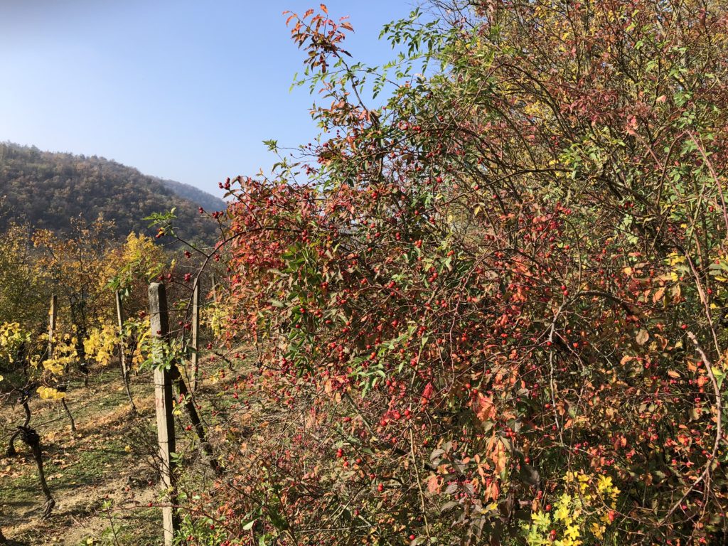 Podzimní šípkový keř nad vinicí při slunečném počasí