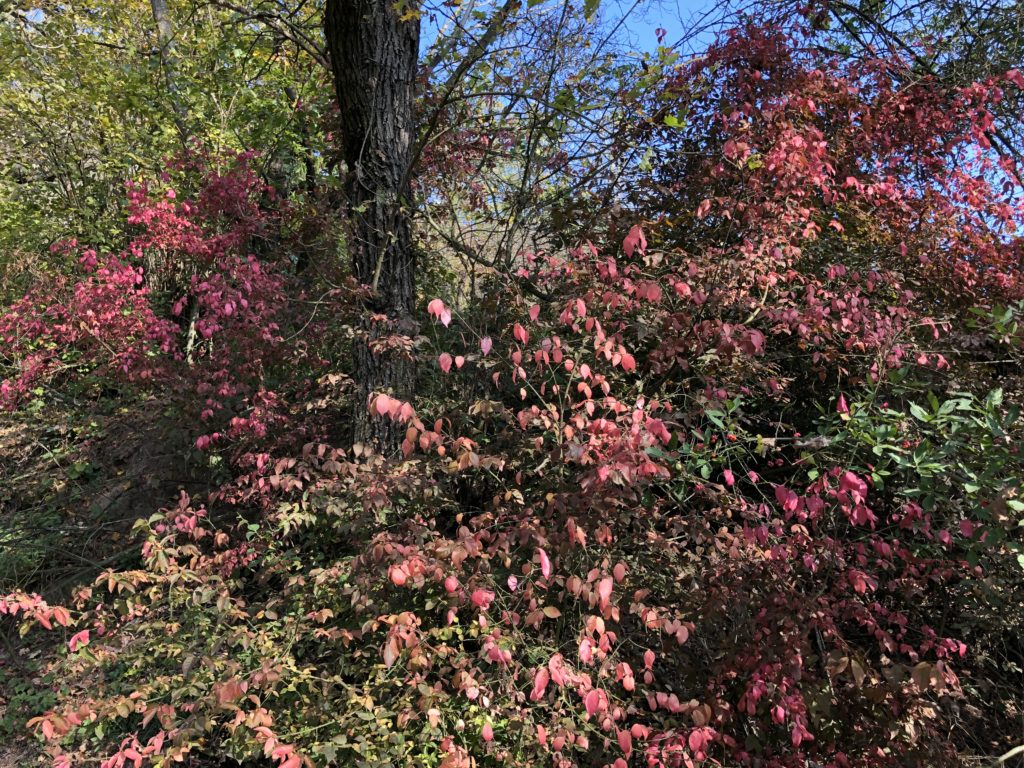 podzimní fotografie, podzimní keř s barevnými červenými listy při slunečném počasí