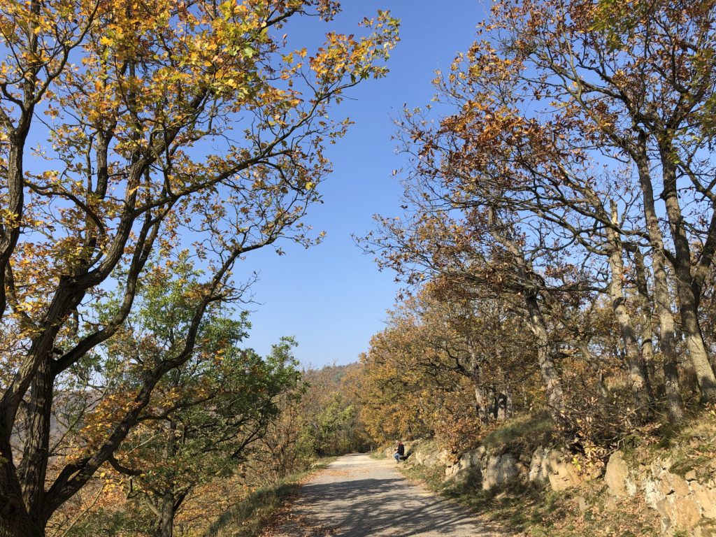 Cesta vedoucí pod podzimními stromy s barevným listím, modrá obloha za slunečného počasí