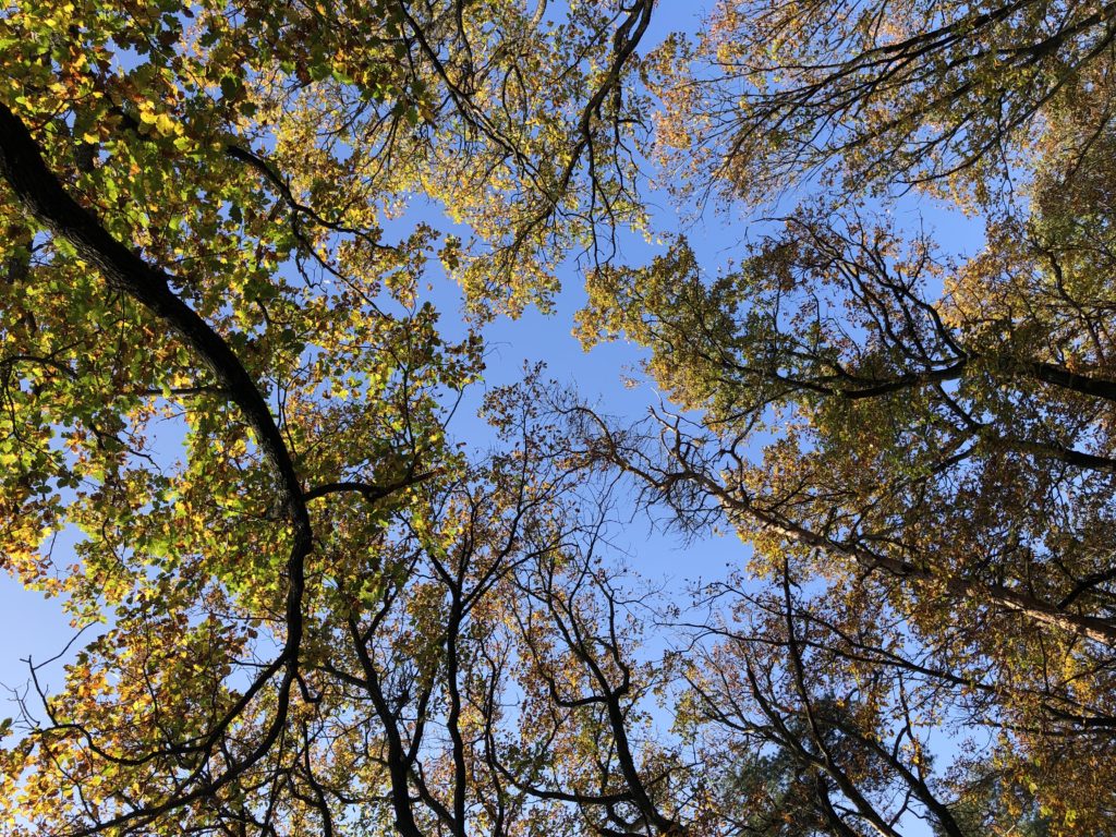 Podzimní stromy při pohledu zdola za slunečného počasí
