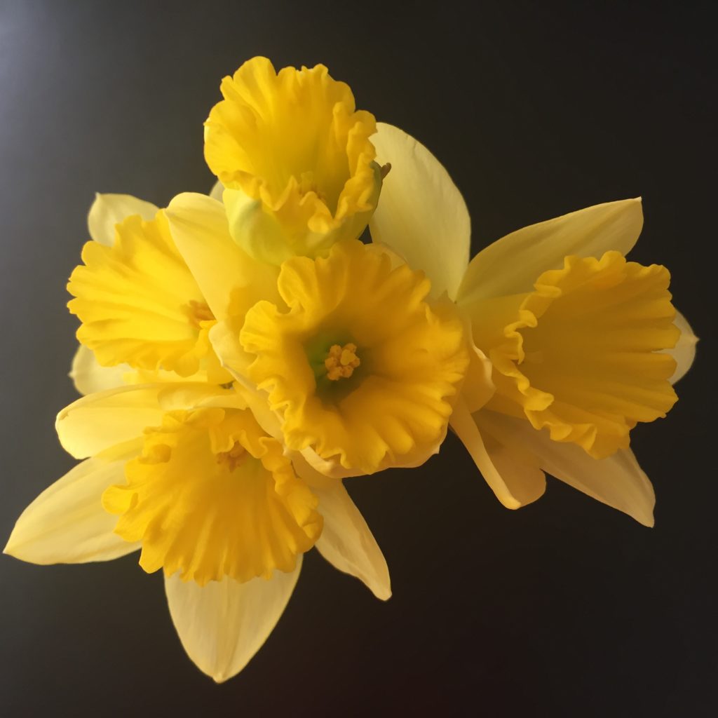 kytice žlutých narcisů na čeném pozadí. I z květin můžeme čerpat inspiraci.